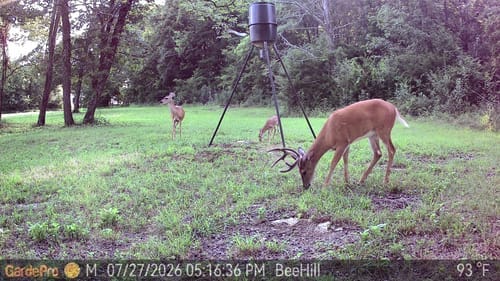 Customer photo review of GardePro Link 1.0 3000ft(1km) Long-Range WiFi Trail Camera