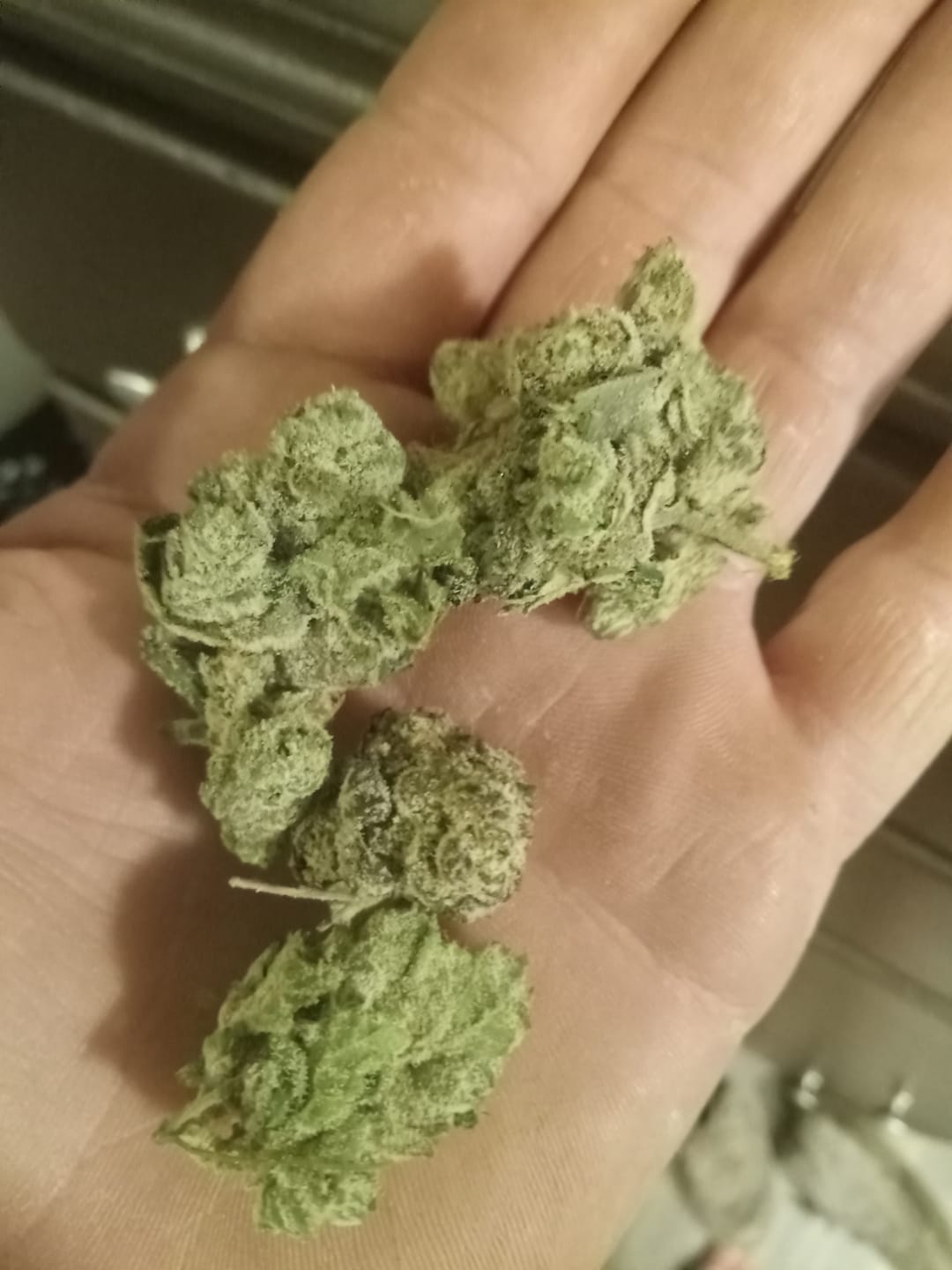 Customer photo review of Blueberry THCA Flower (Exotic)
