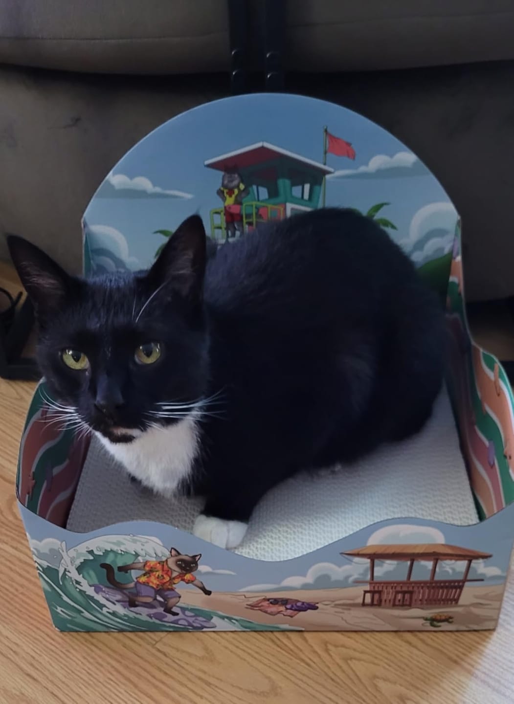 Customer photo review of Meow Beach Sanctuary
