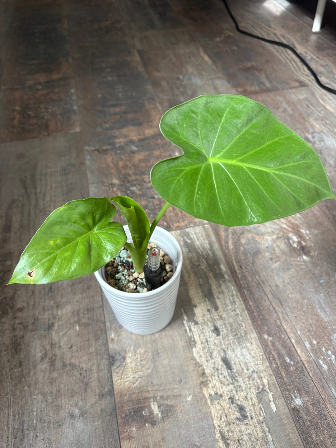 Customer photo review of Fine Houseplant Mineral Mix