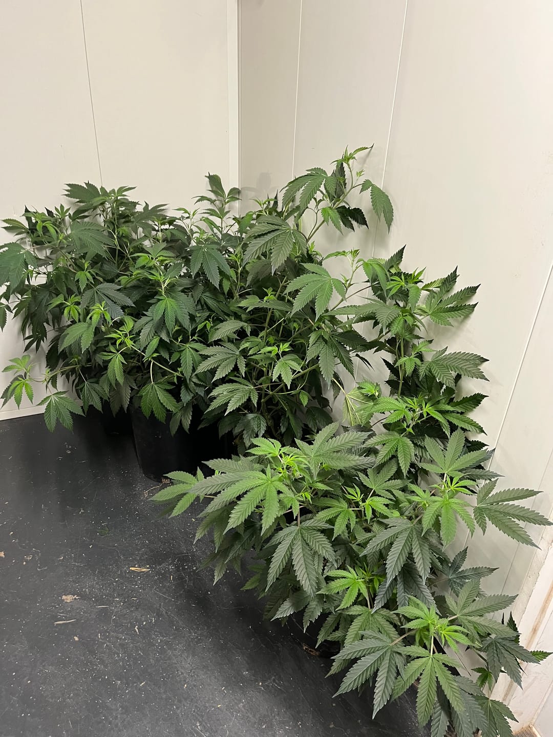 Customer photo review of Advanced Nutrients pH Perfect Grow