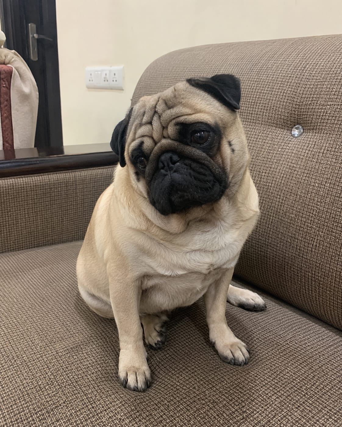 Customer photo review of Gut Health Dog Topper · 6 Billion CFU Probiotics for Loose Stools, Gas & Paw Licking