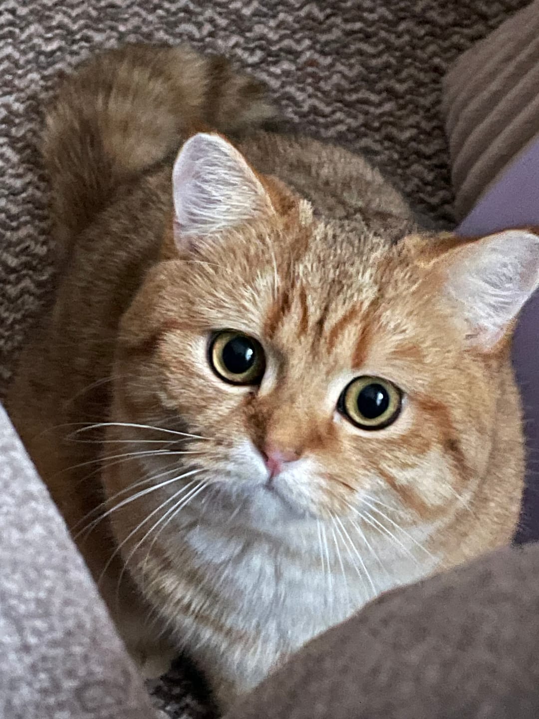 Customer photo review of Katzenstreu (Angebot)