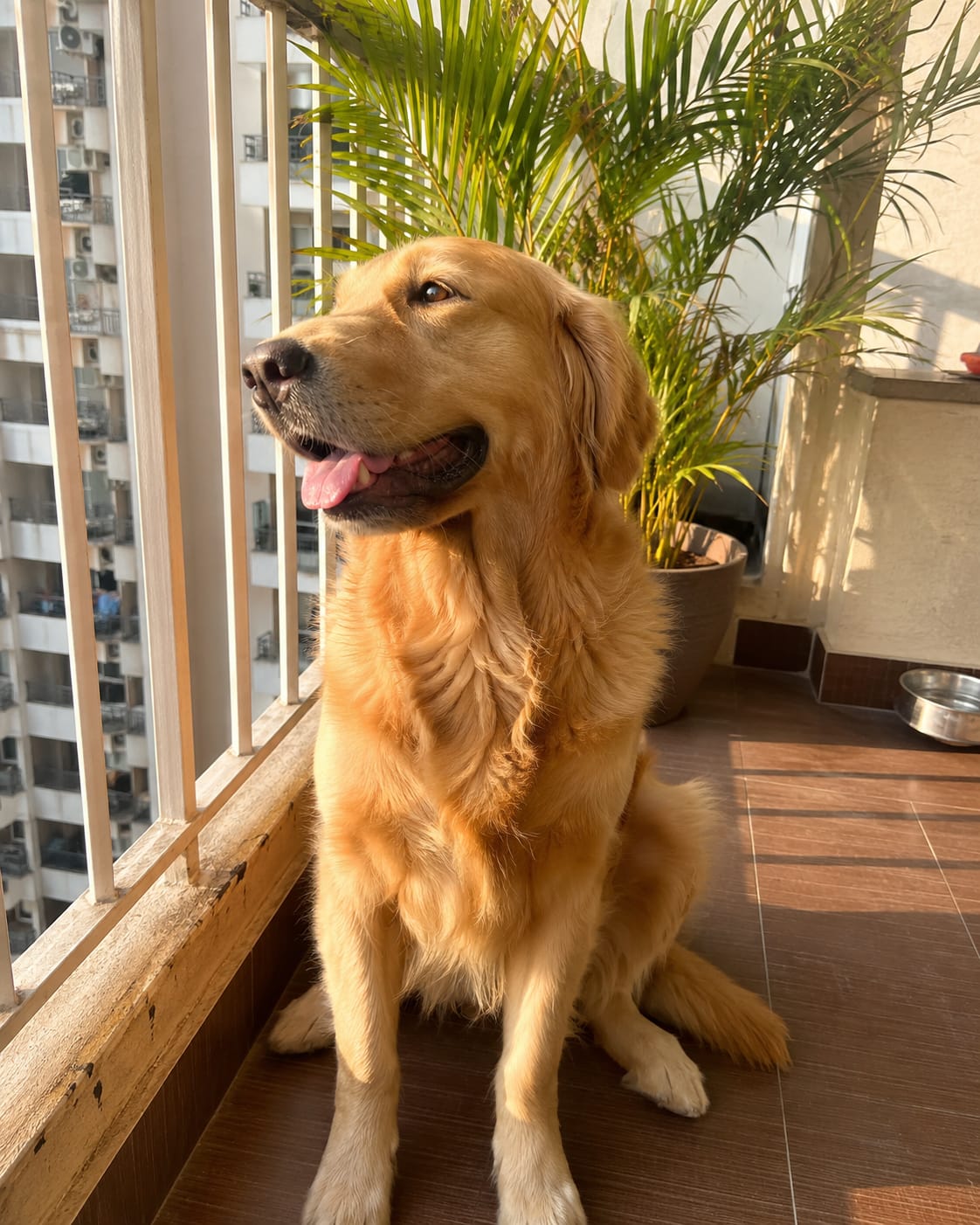 Customer photo review of Skin & Coat Dog Topper · 460mg Omega-3 for Dull Coat, Itchy Skin & Shedding