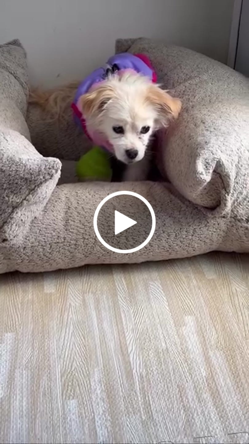 Customer video review of Cama Yoko Arena