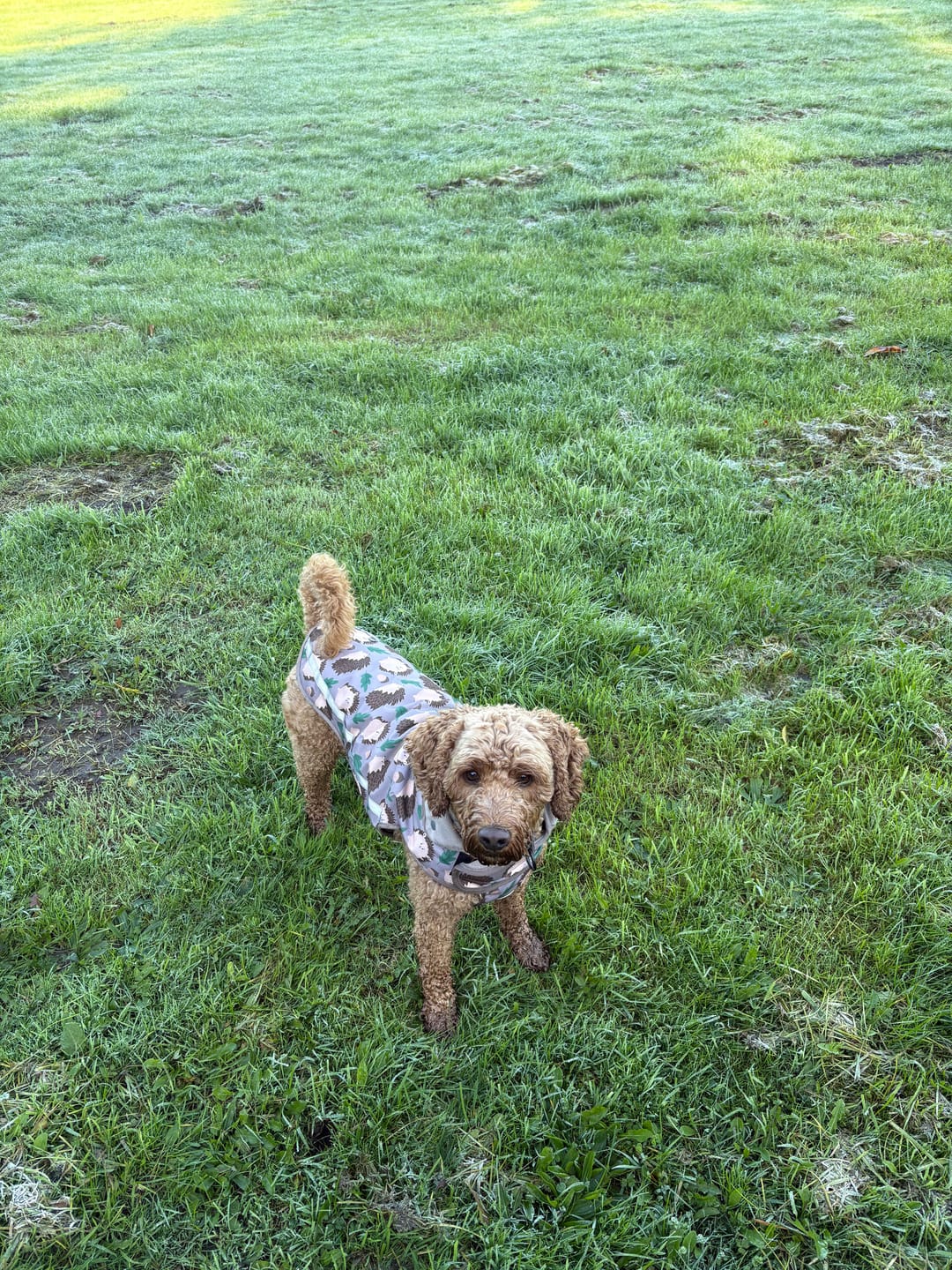 Customer photo review of Rain Jacket - In A Prickle