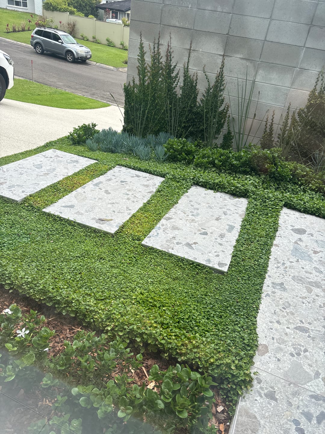 Customer photo review of Kidney Weed - Dichondra repens