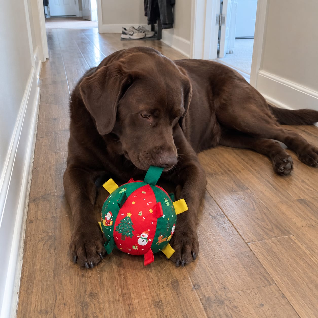 Customer photo review of JollyPup™ Christmas Play Ball