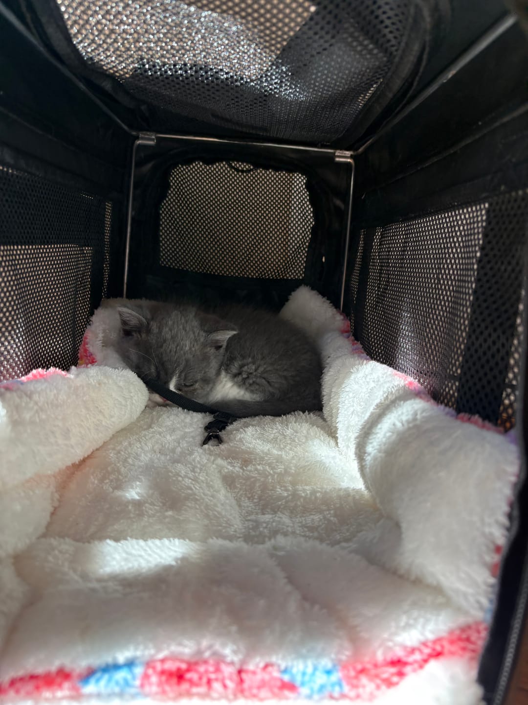 Customer photo review of Cat Carrier Airline Approved 5mm Frame Mesh Windows  Oxford