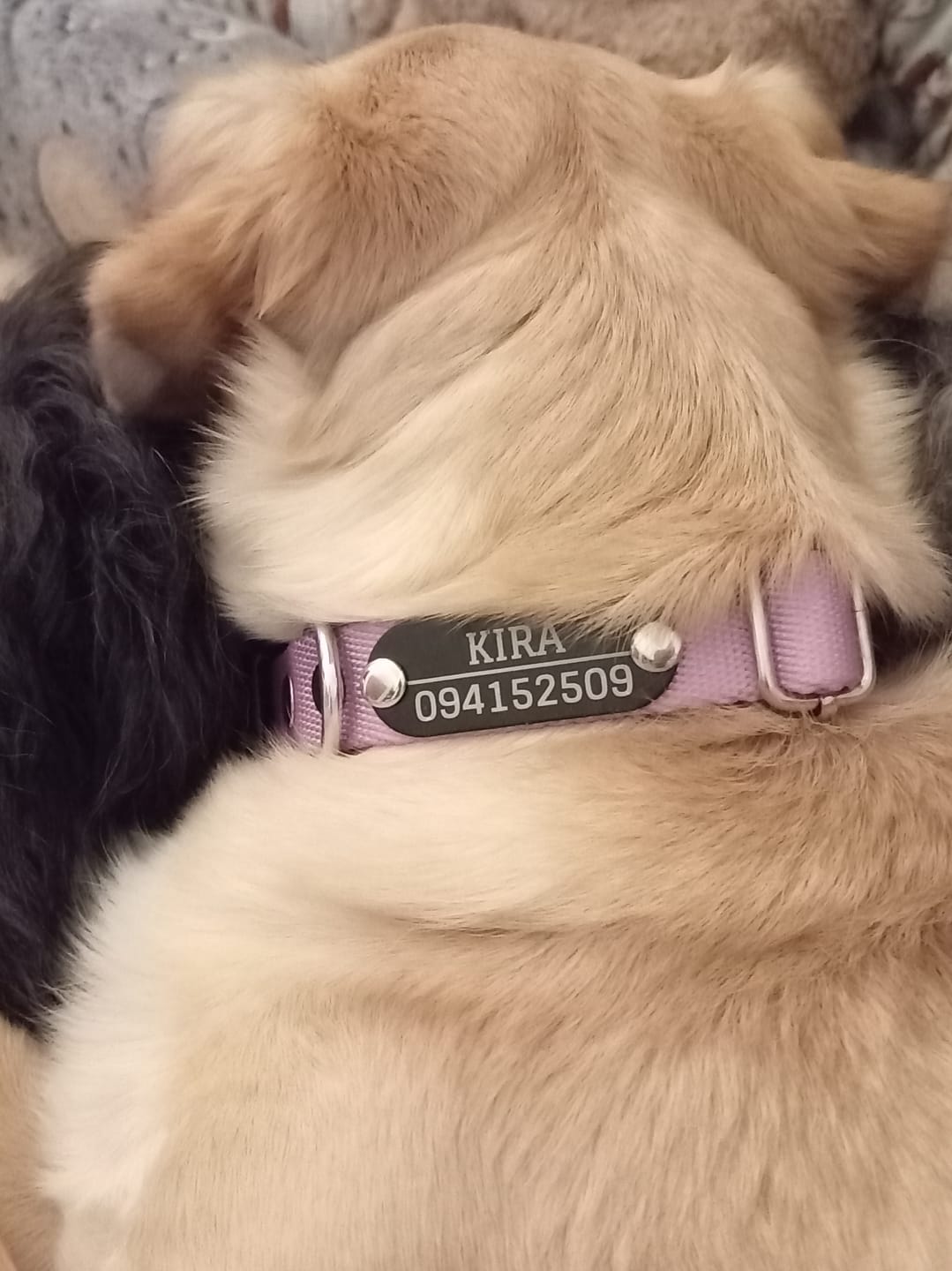 Customer photo review of Pack x3 Collares Remachados para Perro