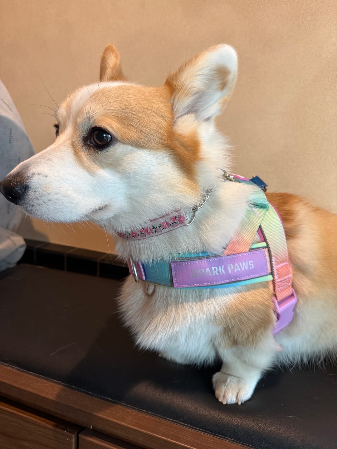 Customer photo review of Grab & Go Harness - Pastel Icing