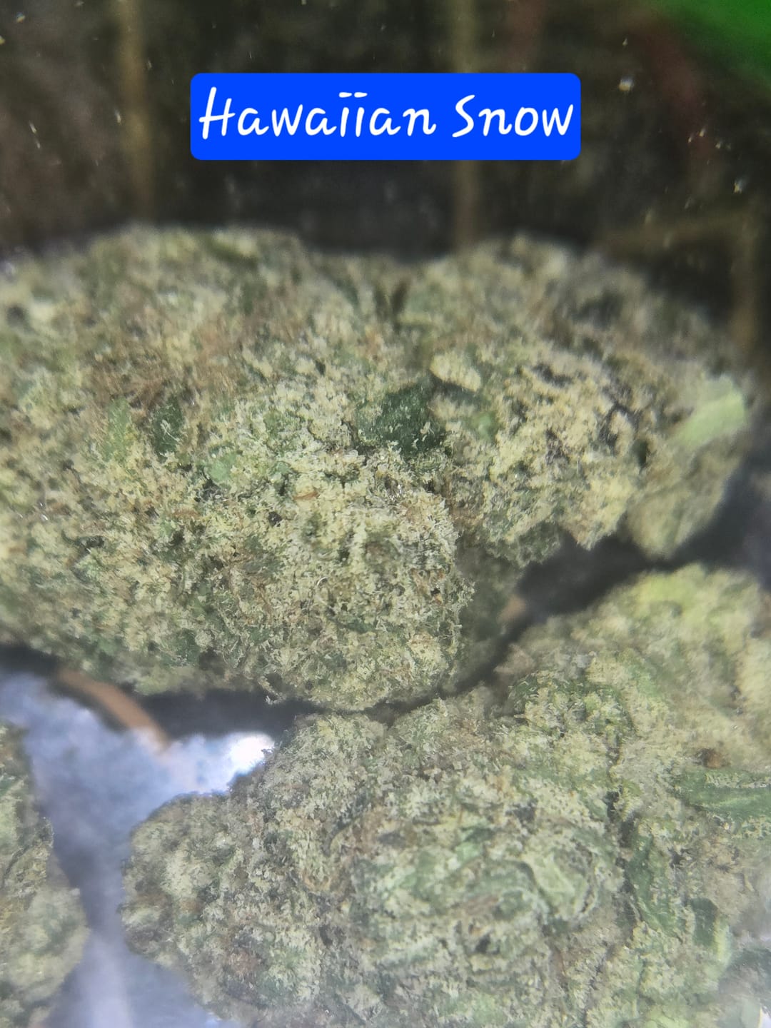 Customer photo review of Exotic Indoor Express THCA Flower (7 Grams)