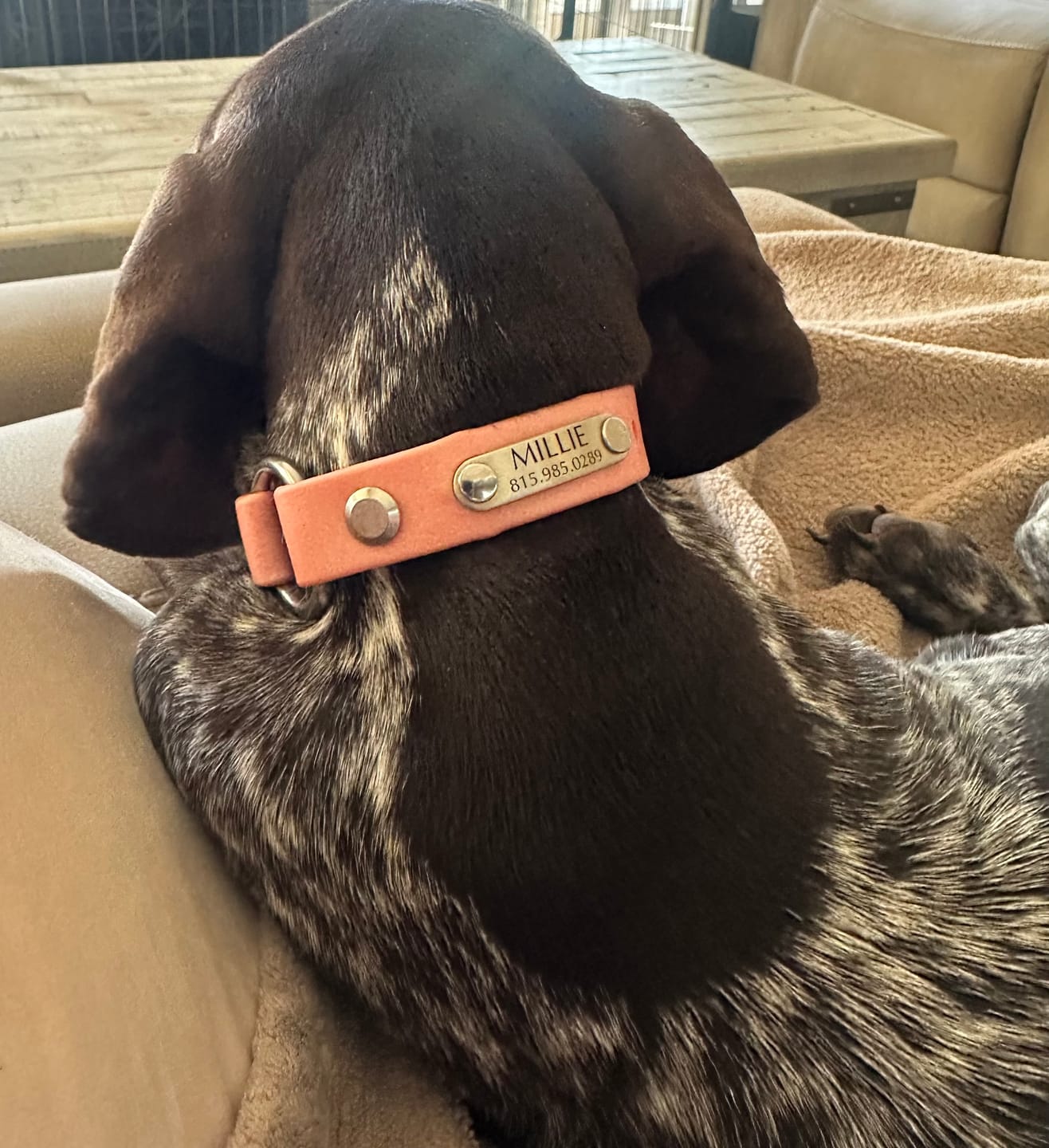 Customer photo review of Mini Rivet-On Tag