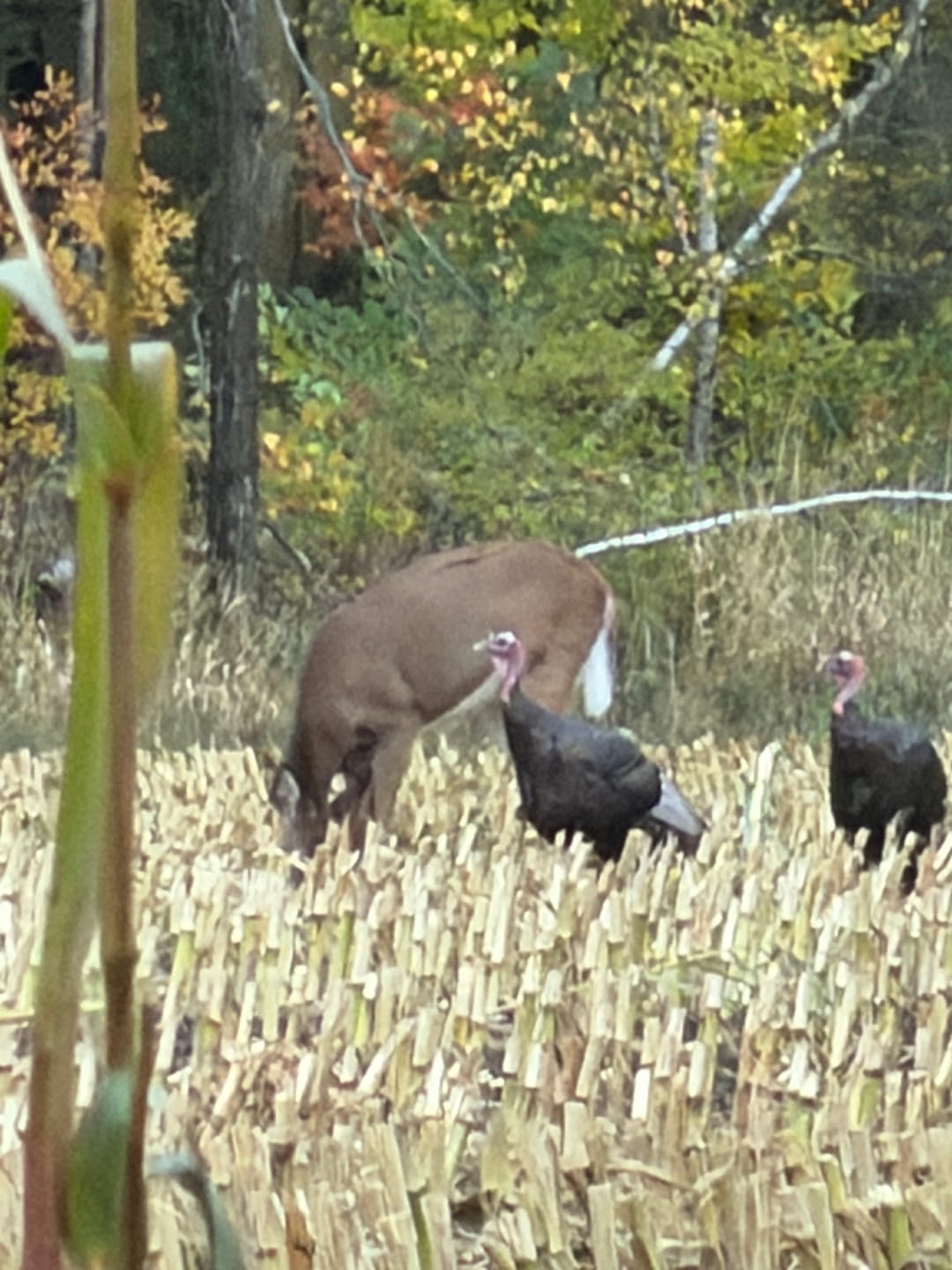 Customer photo review of VisST 270° See Through Ground Blinds | Pop Up Portable Blinds for 2 3 Person Deer Hunting with Silent Magnetic Door