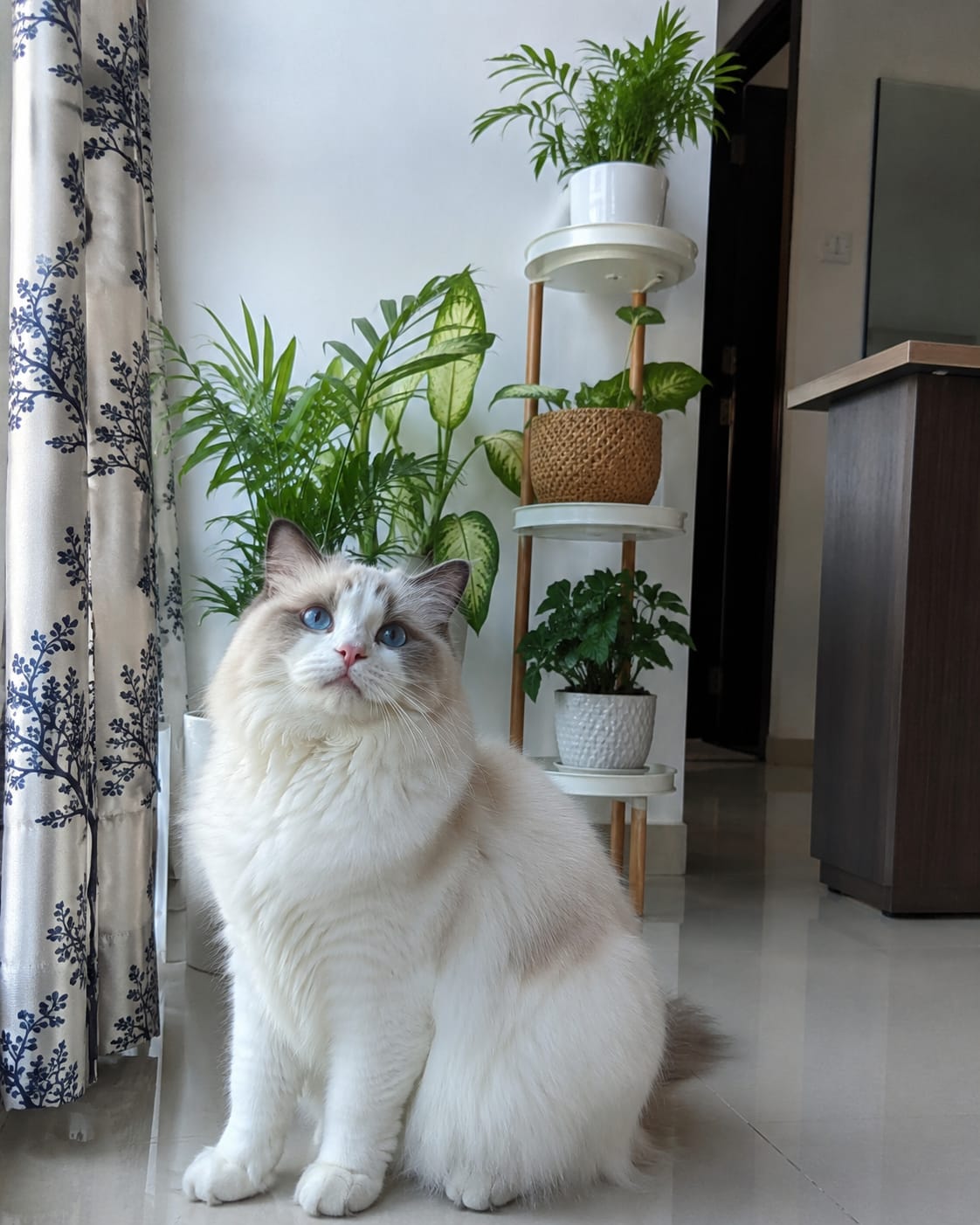 Customer photo review of Gut Health Cat Topper · 6 Billion CFU Probiotics for Loose Stools, Hairballs & Sensitive Stomachs