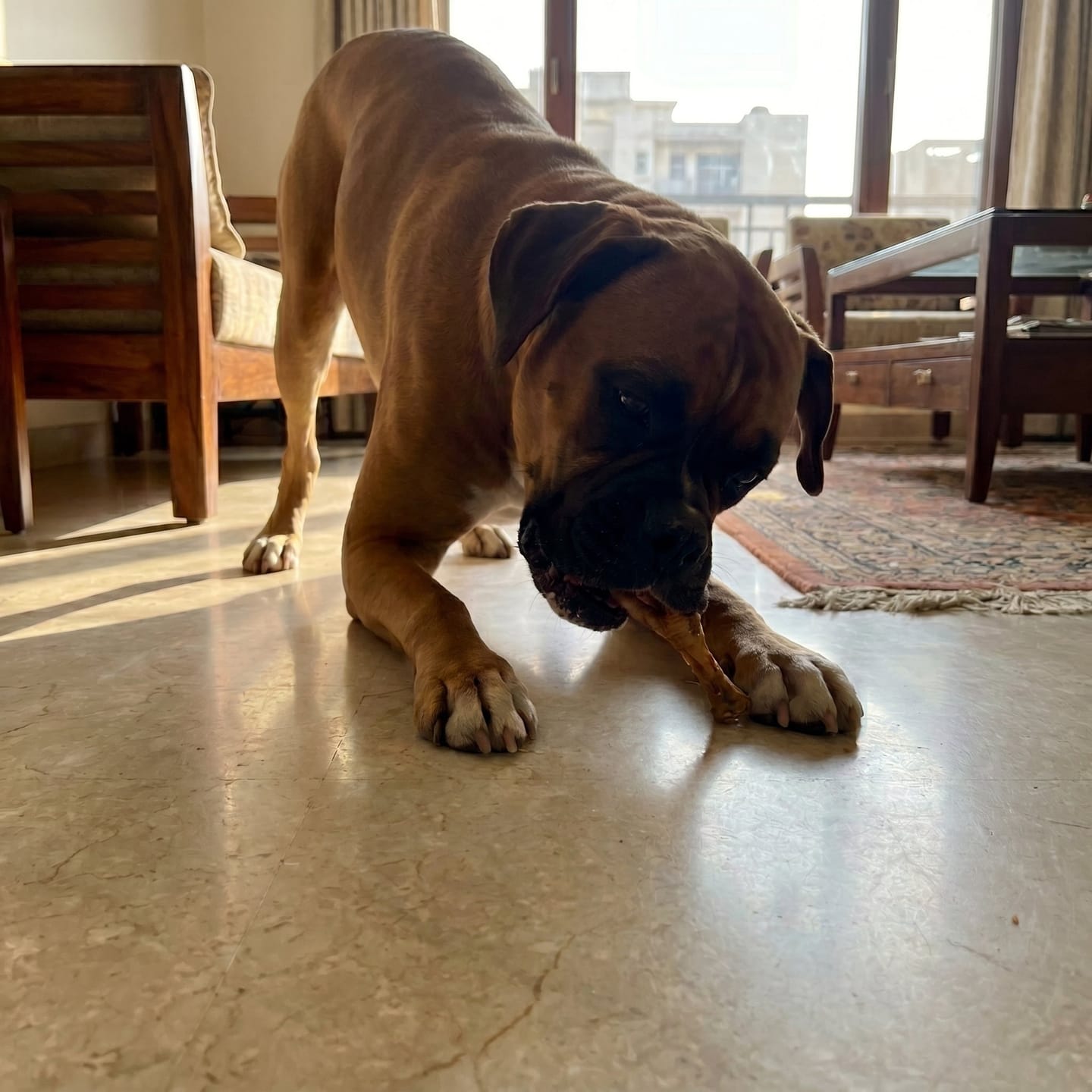 Customer photo review of Dehydrated Chicken Feet (Dog)