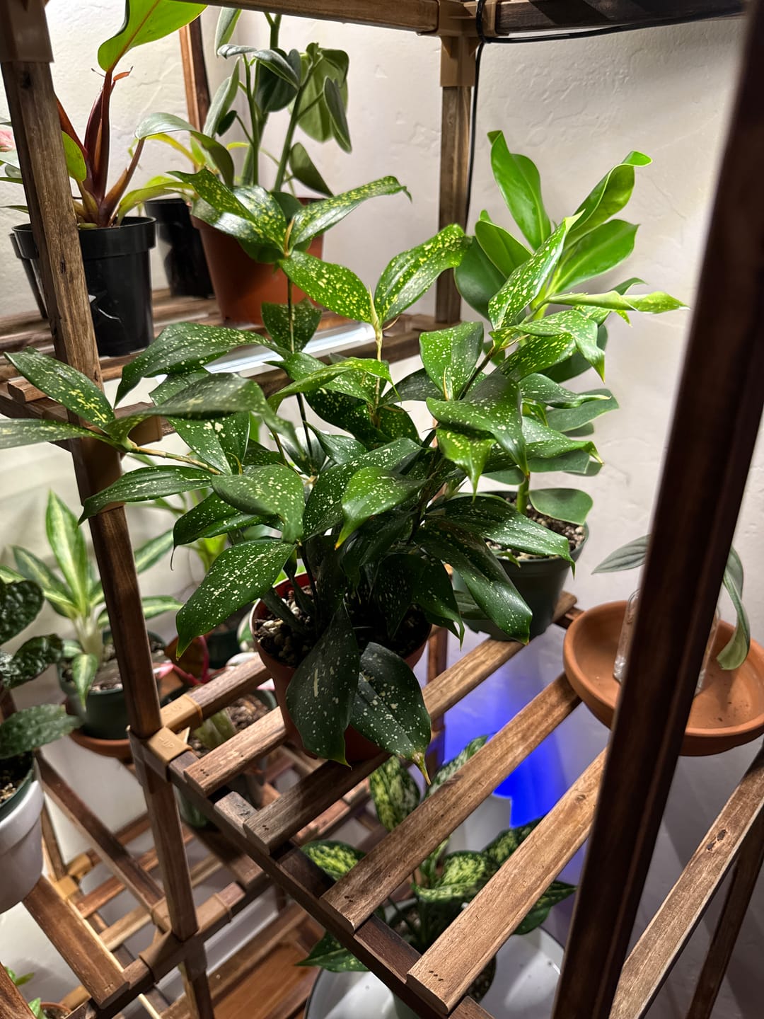 Customer photo review of Dracaena surculosa 'Florida Beauty'