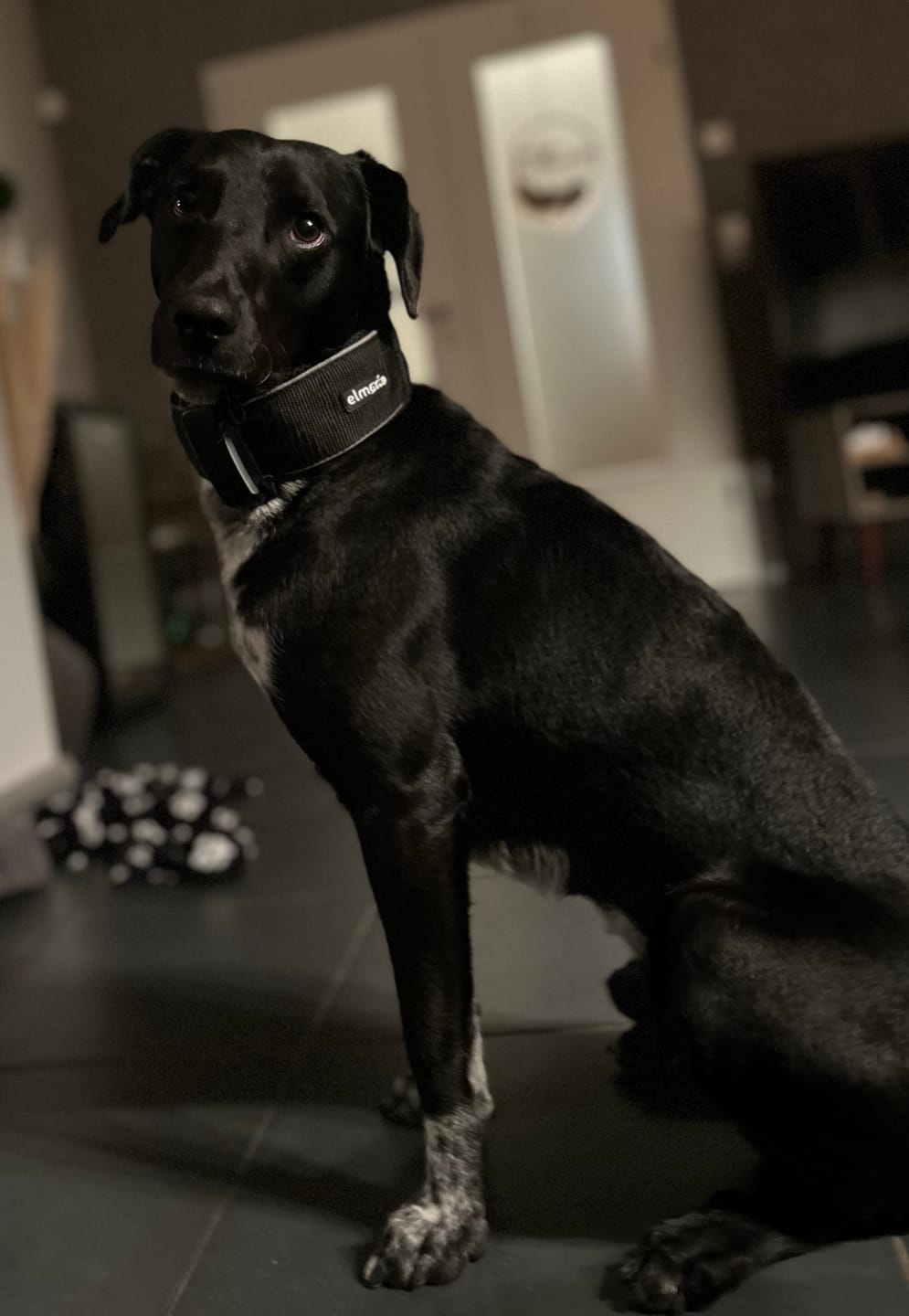 Customer photo review of Halsband Zugstopp REFLEX