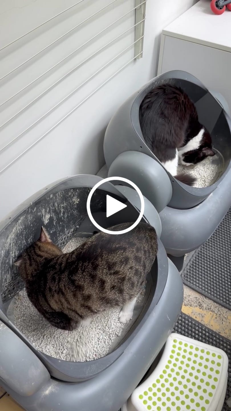 Customer video review of Neakasa M1 Plus Open Top Self-Cleaning Cat Litter Box