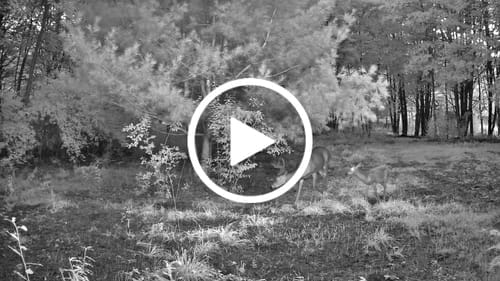 Customer photo review of GardePro Link 1.0 3000ft(1km) Long-Range WiFi Trail Camera