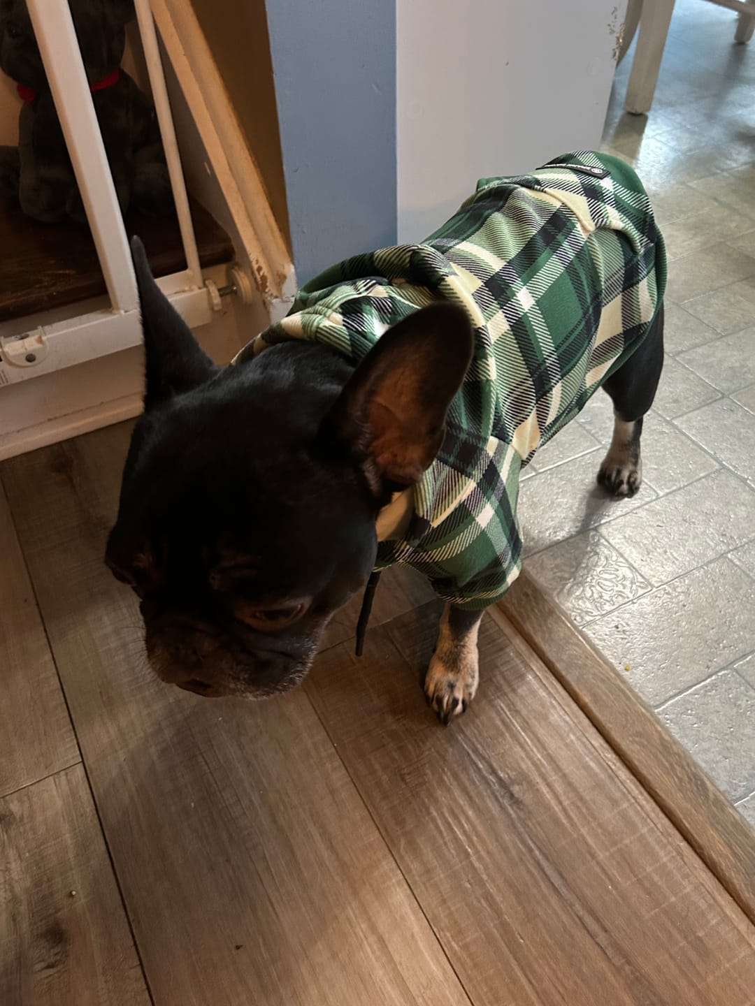 Customer photo review of Green Plaid Dog Hoodie