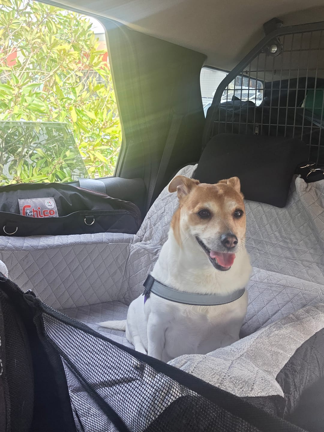 Customer photo review of Dog Car Booster Seat