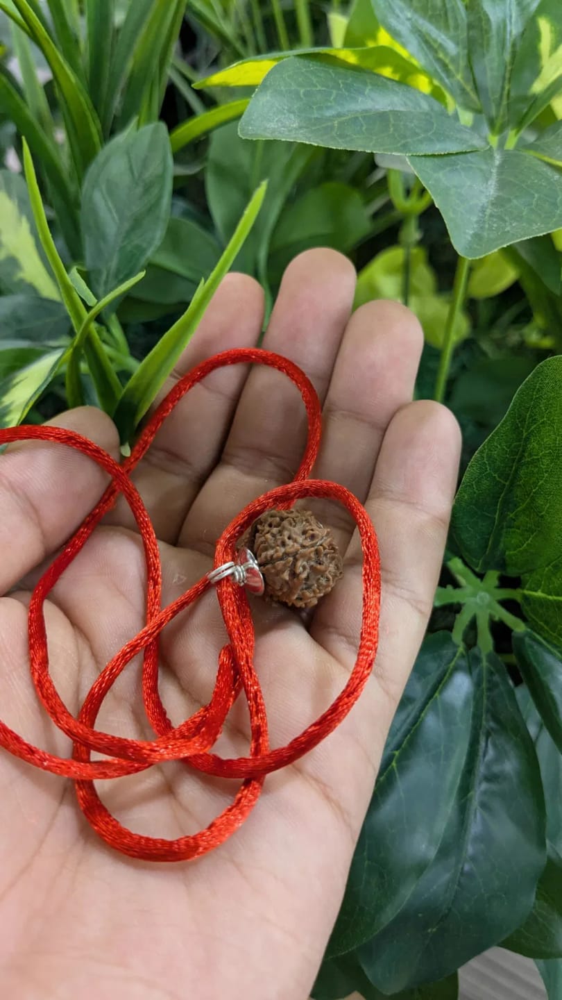 Customer photo review of Nepal Origin 12 Mukhi Rudraksha – 100% Natural & Certified