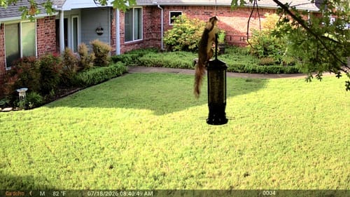Customer photo review of GardePro Link 1.0 3000ft(1km) Long-Range WiFi Trail Camera