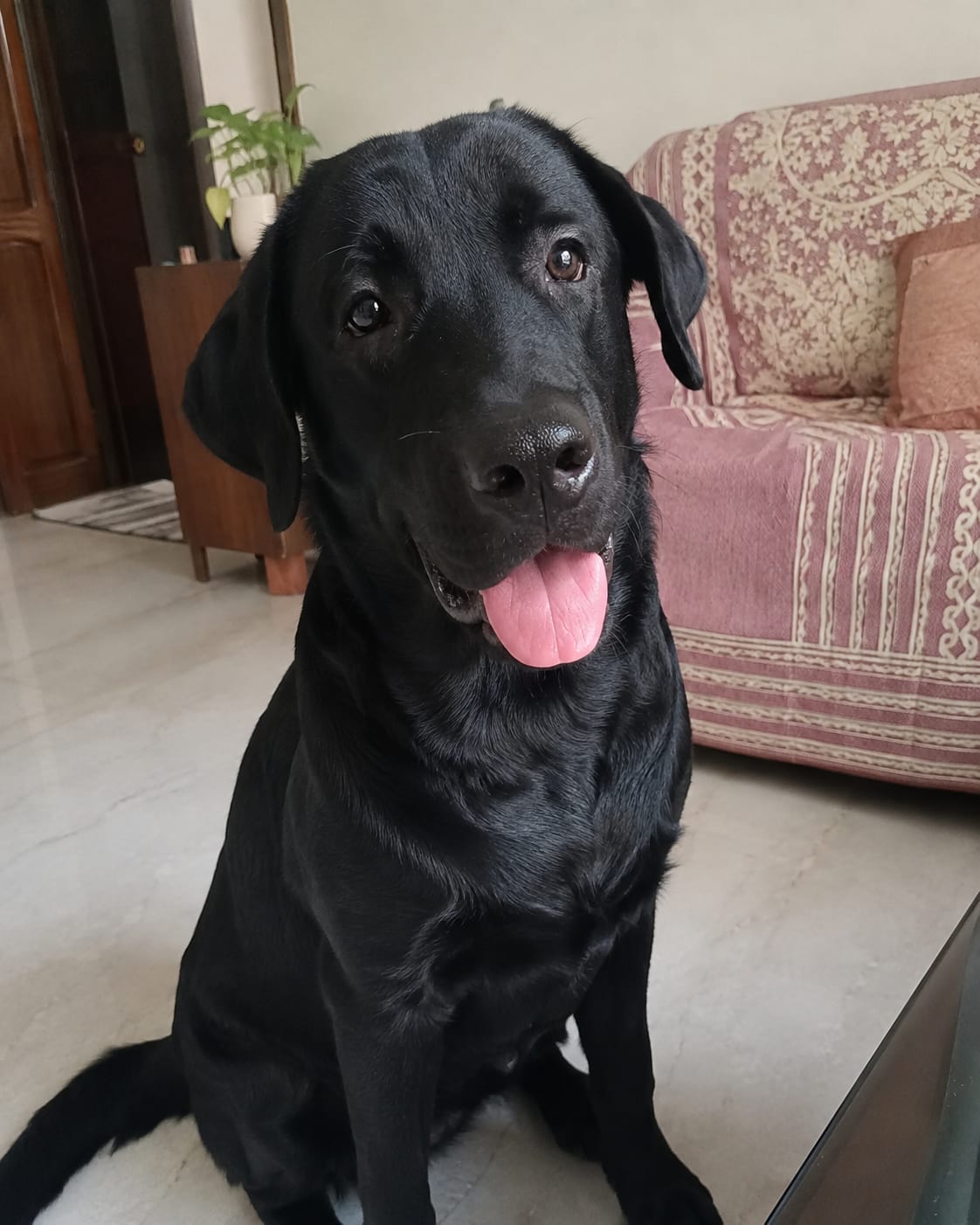Customer photo review of Joint Support Dog Topper · Glucosamine & Chondroitin for Stiff Joints & Mobility