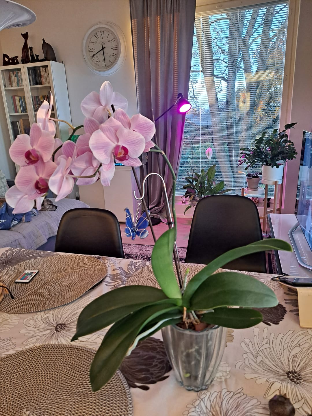 Customer photo review of Orchid Mix