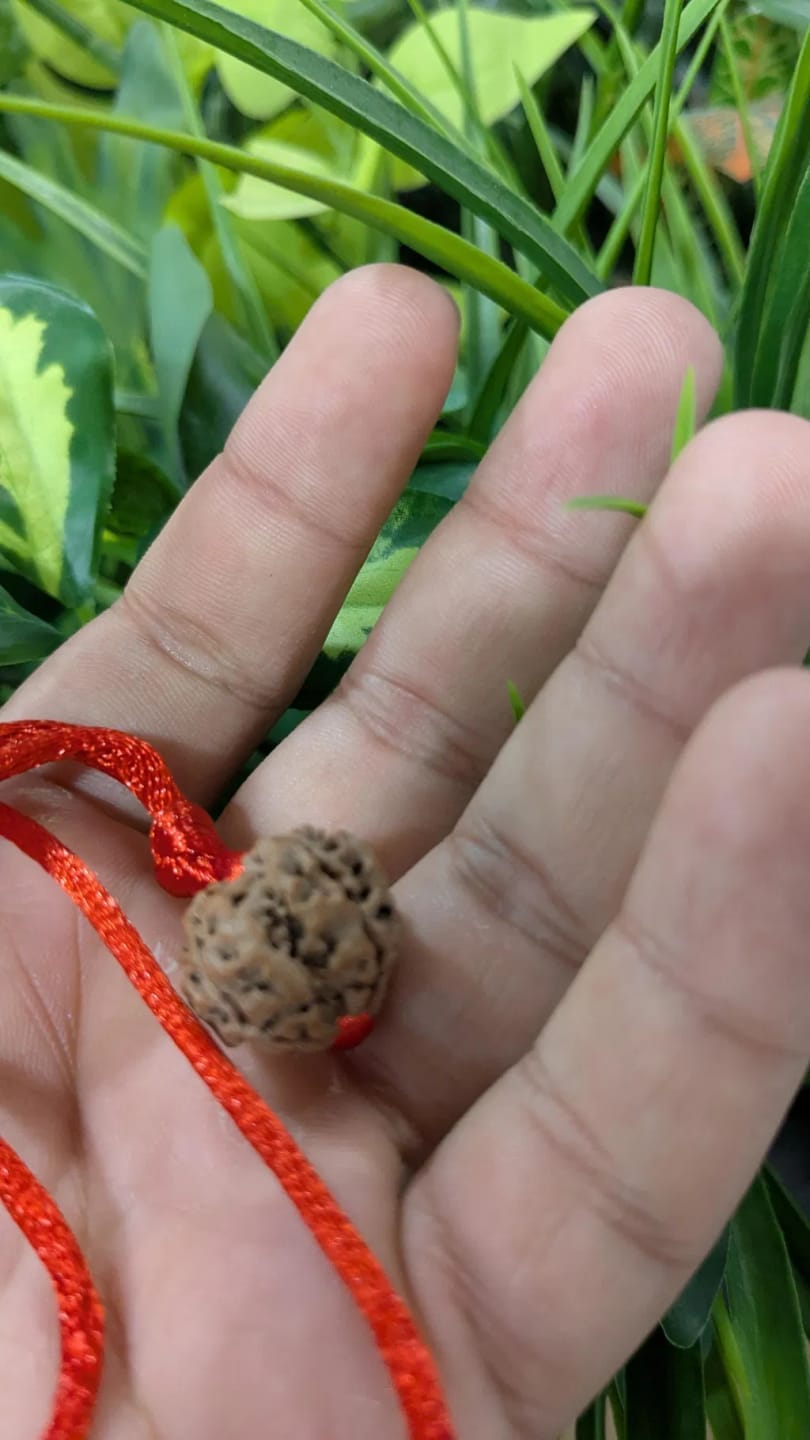 Customer photo review of Nepal Origin 8 Mukhi Rudraksha – 100% Natural & Certified