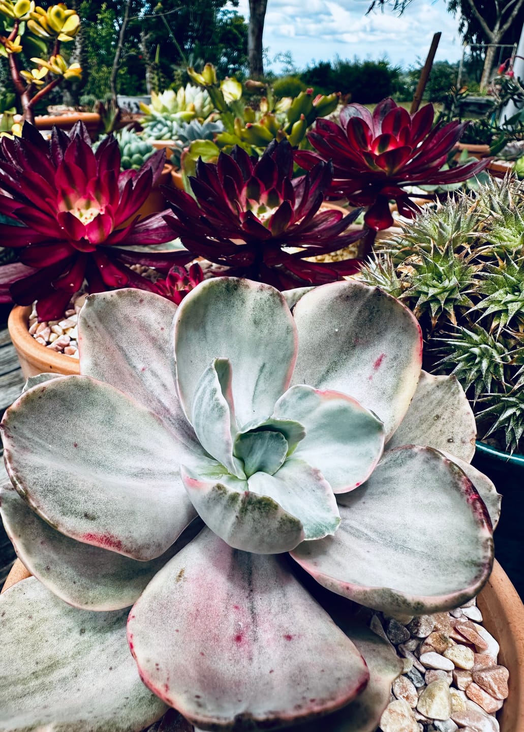 Customer photo review of Echeveria 'Decora' Variegated