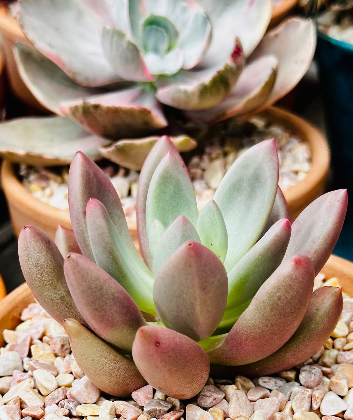 Customer photo review of Echeveria 'Pink Donna'