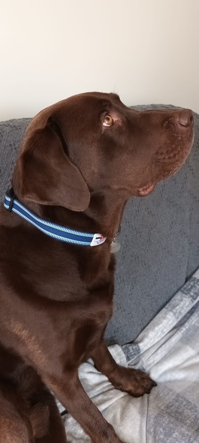 Customer photo review of Comfort Reflective Padded Dog Collar | Navy Blue
