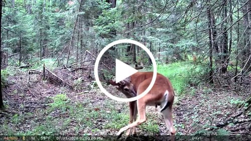 Customer photo review of GardePro Link 1.0 3000ft(1km) Long-Range WiFi Trail Camera