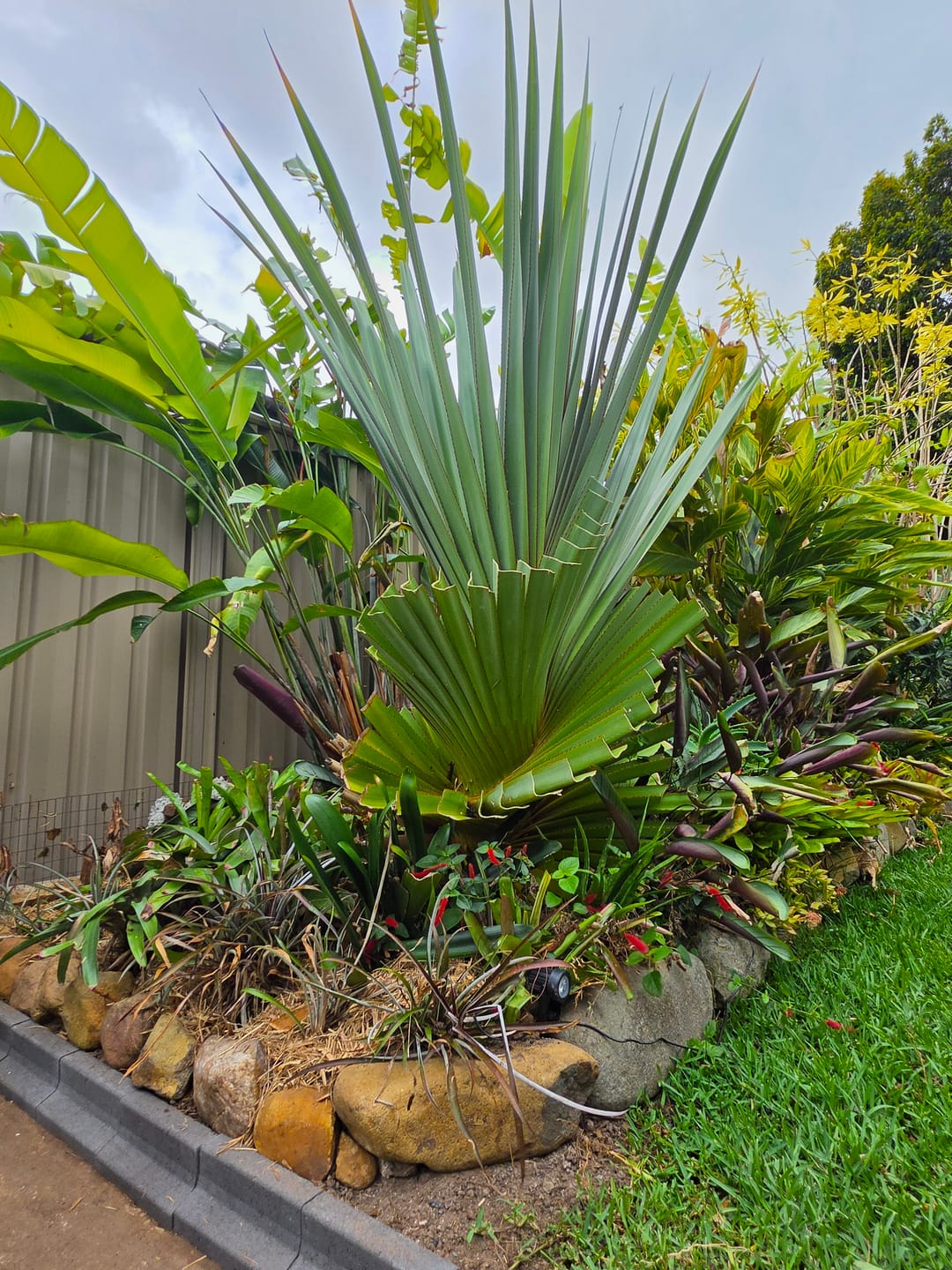 Customer photo review of Red Edge Pandanus - Pandanus utilis 'Red Edge'