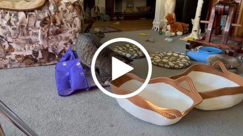 Customer video review of Instinct Basket | Meet the first research-backed natural territory for indoor cats