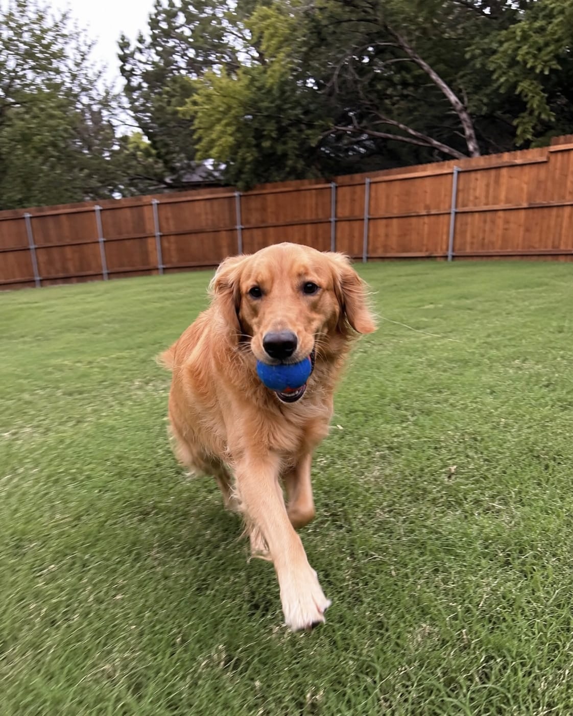 Customer photo review of Daily Dog Topper · 12-in-1 Vital Benefits