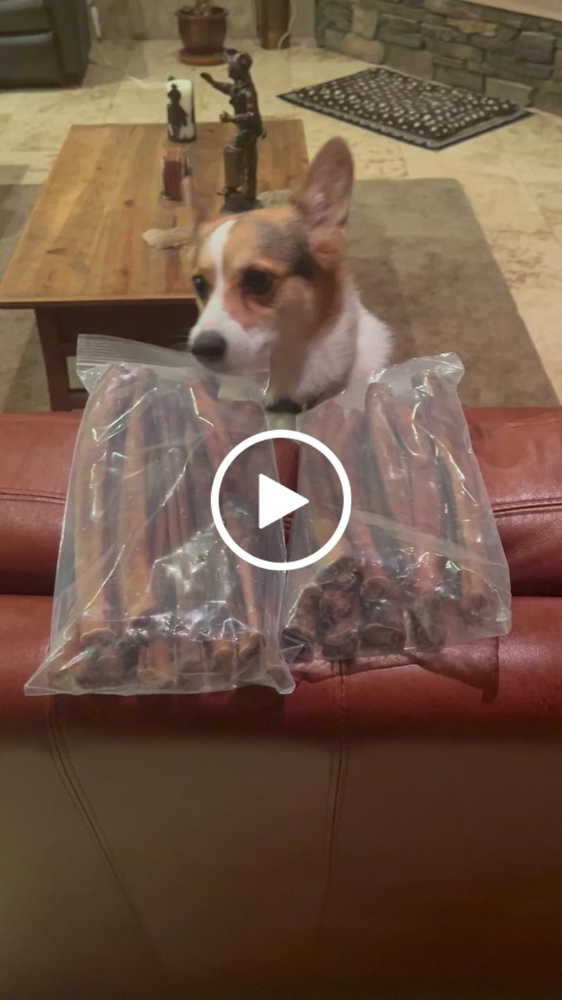 Customer video review of Jumbo Bully Sticks