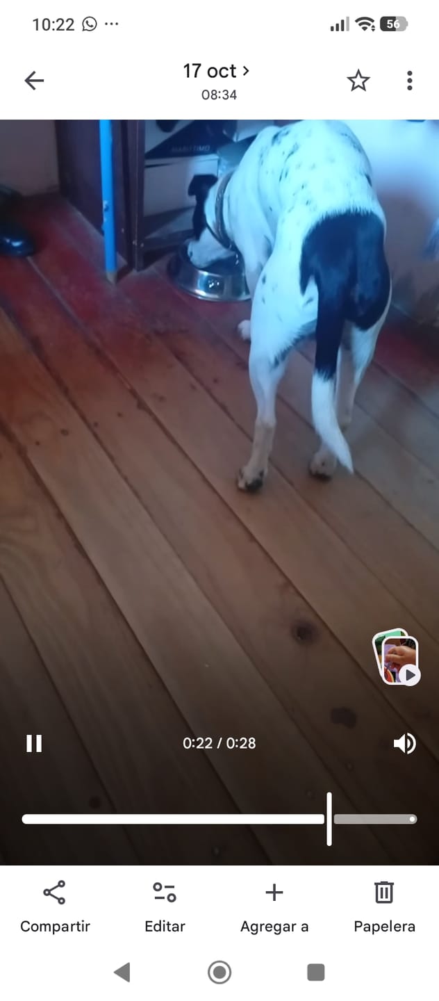 Customer photo review of PetFamily Foods Cerdo Nordico