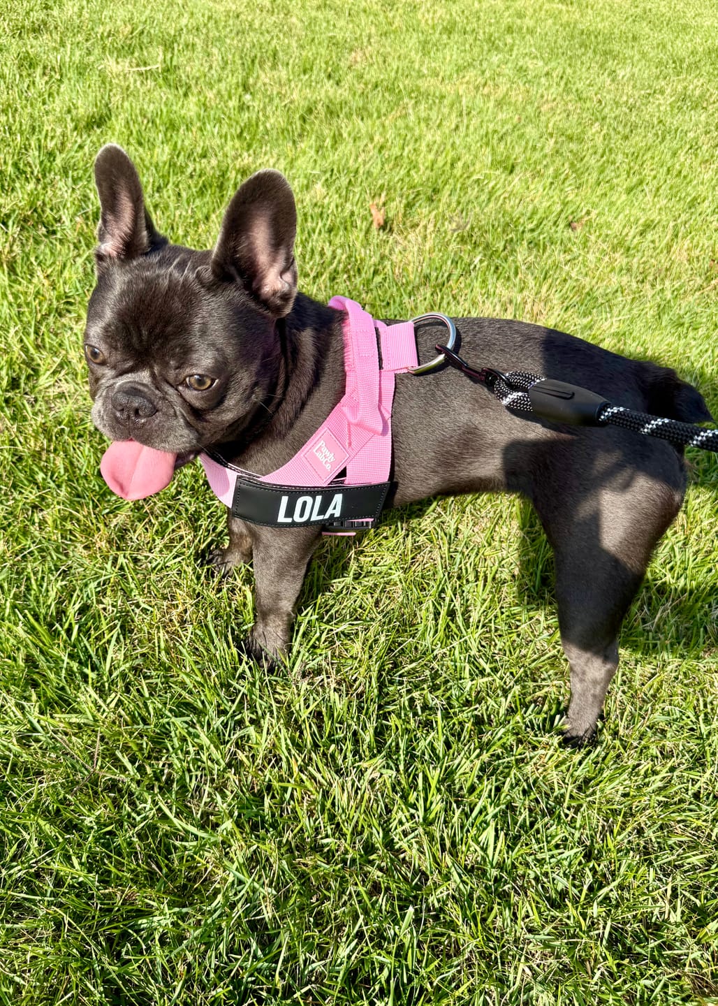 Customer photo review of No-Pull Harness [Free Today]