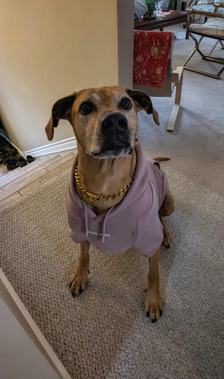 Customer photo review of Cuban Link 20mm Gold Chain Collar