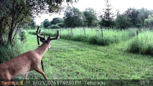 Customer photo review of GardePro Link 1.0 3000ft(1km) Long-Range WiFi Trail Camera