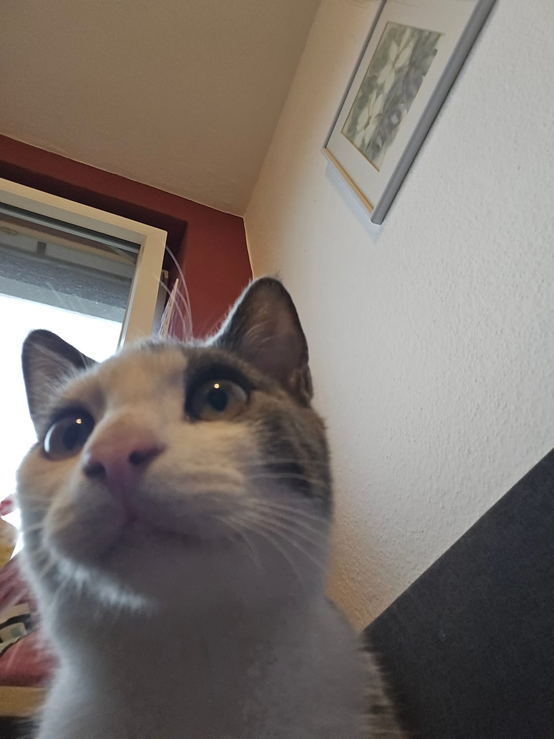 Customer photo review of Katzenklo Schaufel