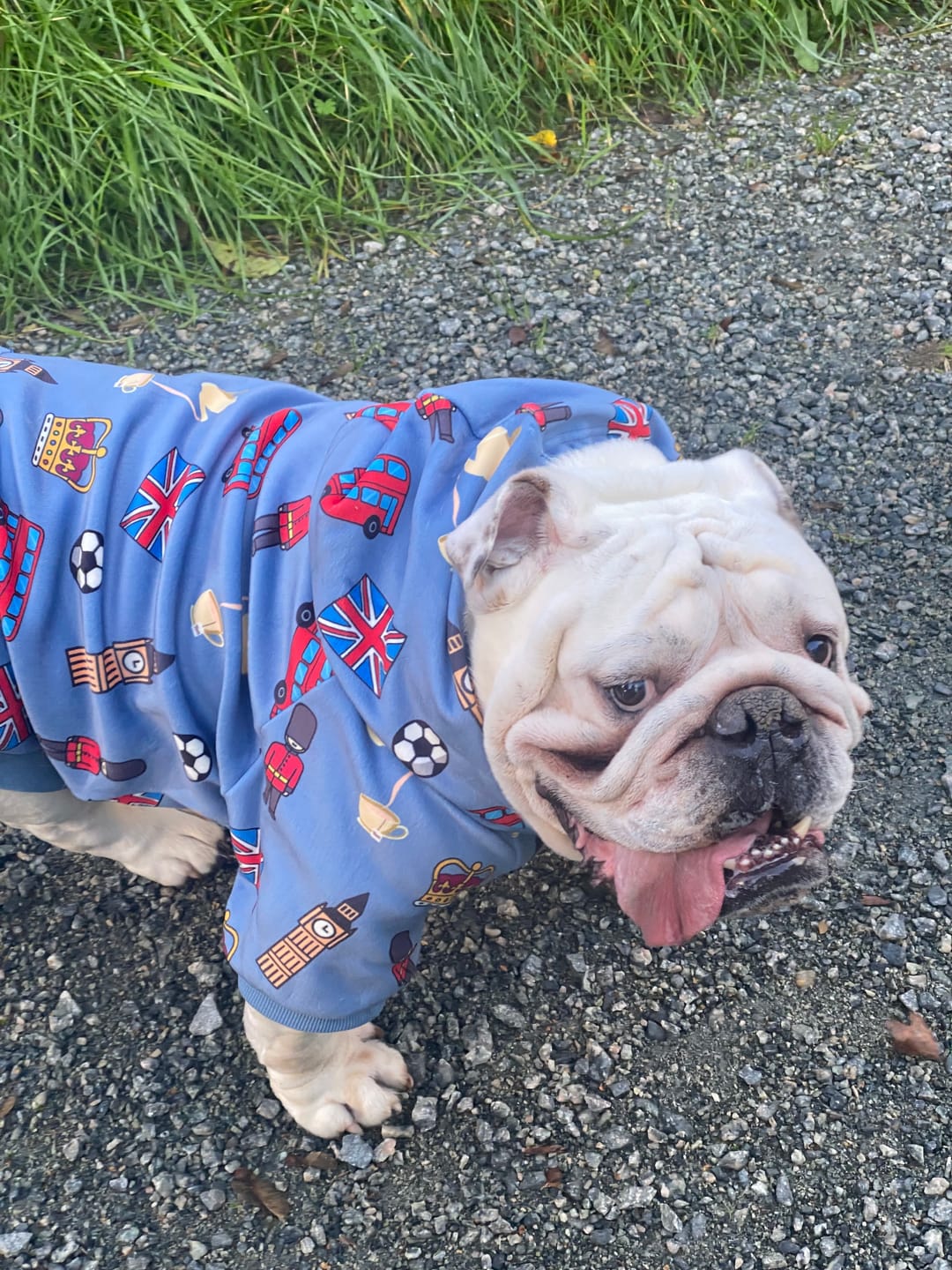 Customer photo review of The UK Dog Hoodie