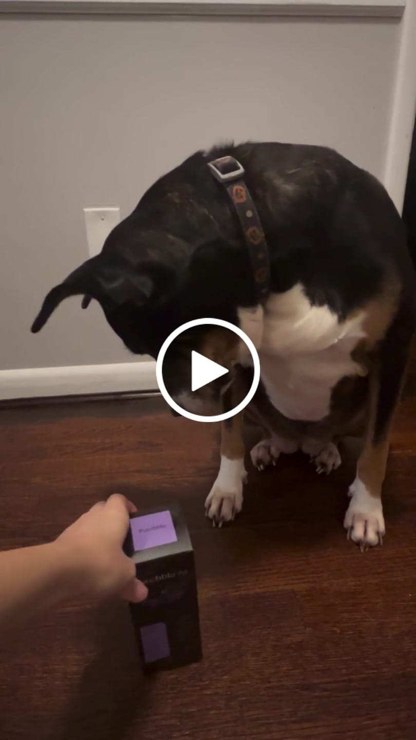 Customer video review of Refresh Pet Botanic Therapy Shampoo