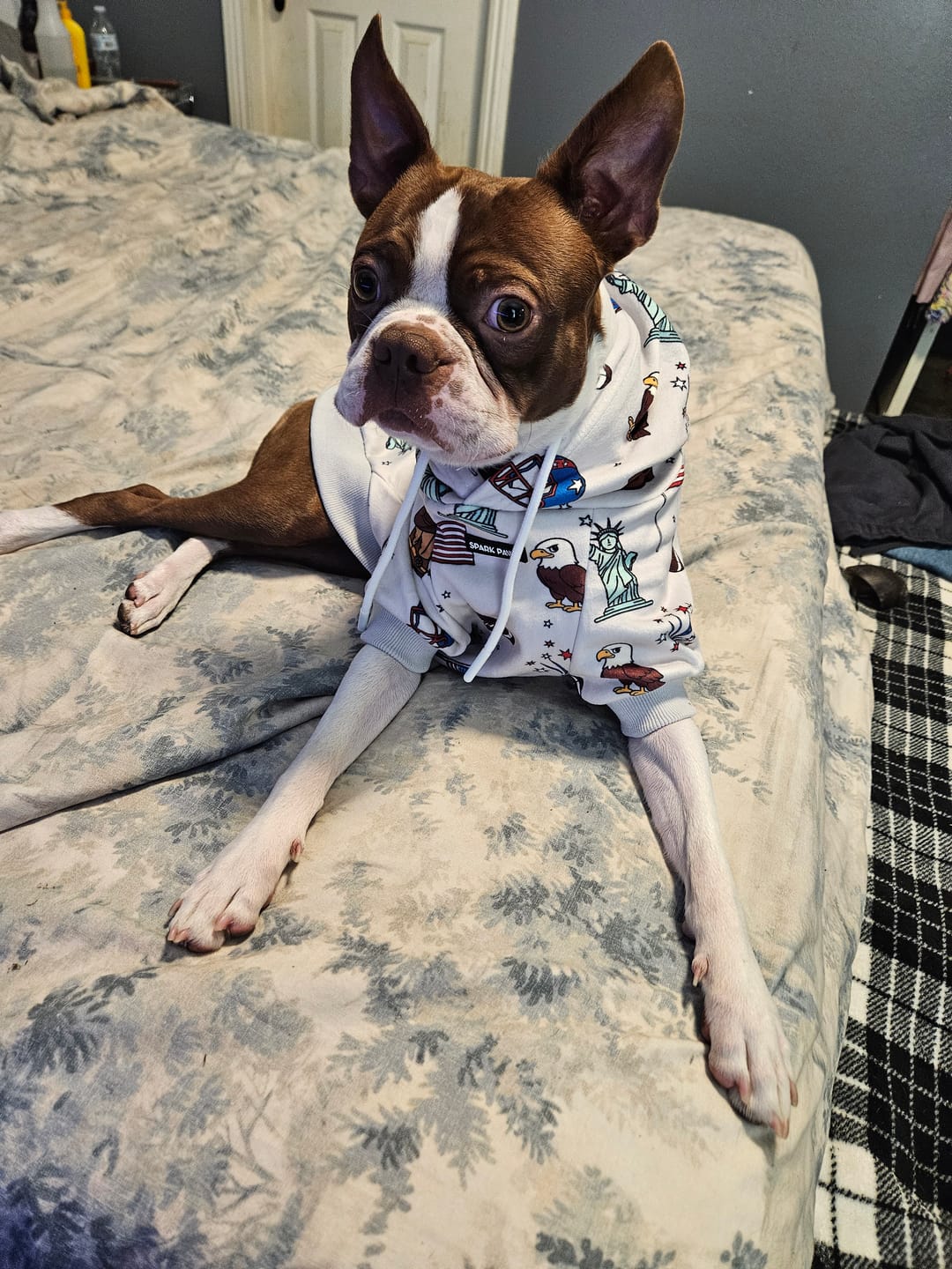 Customer photo review of The USA Dog Hoodie - Grey