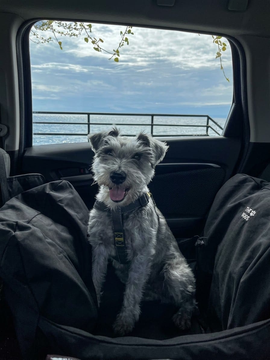 Customer photo review of Asiento Primera Clase THE DOGS — Viajes seguros y cómodos