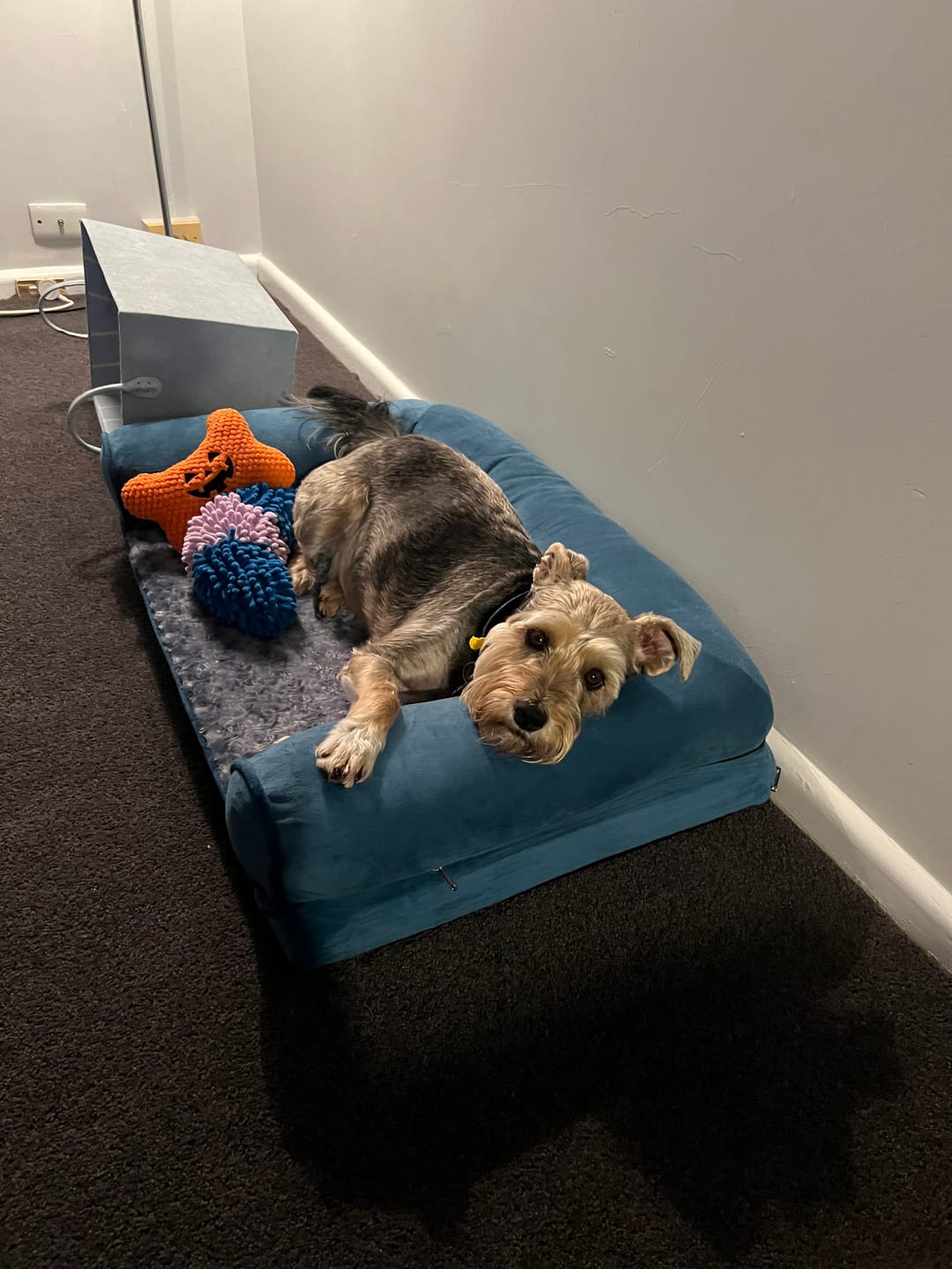 Customer photo review of Pet Sofa Bed