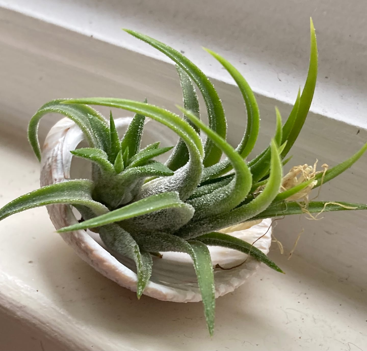 Customer photo review of Ionantha Peach  *In Blush*
